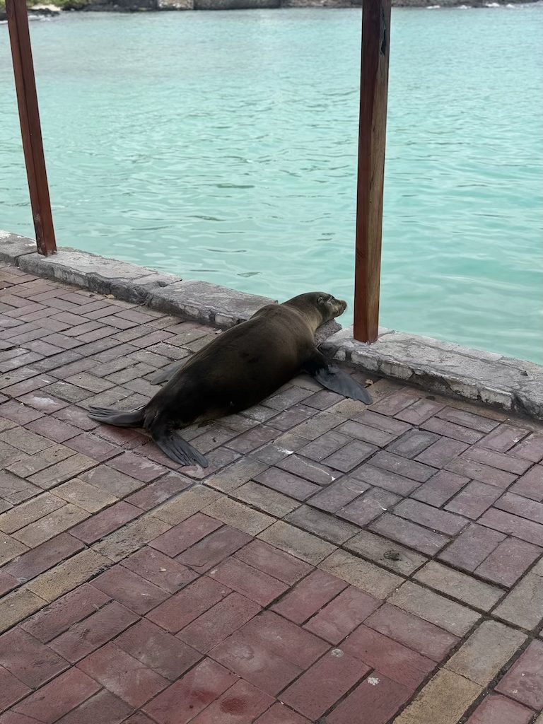 Sea lion in Puerto Ayora