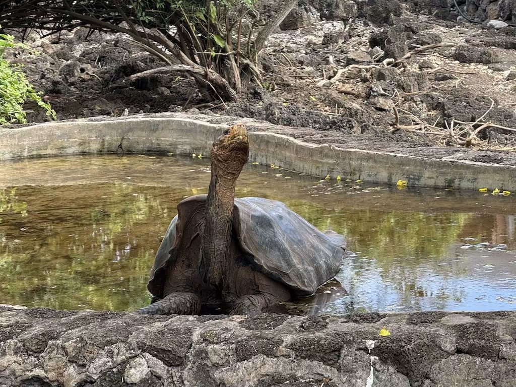 giant tortoise at the Charles Darwin Research Center in Puerto Ayora
