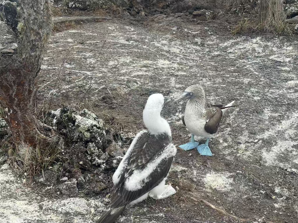 Blue-footed boobies in the Galapagos