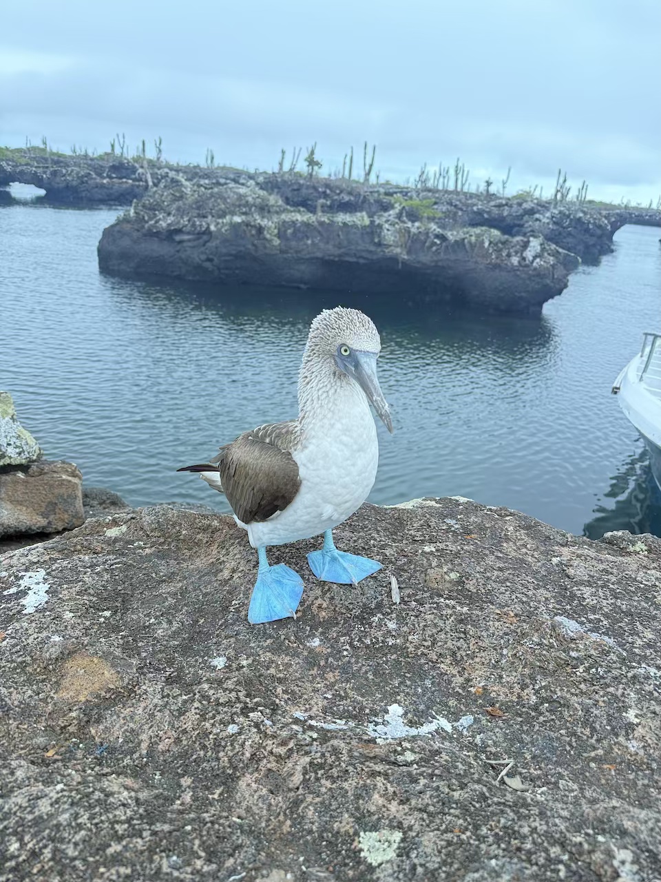 How to Visit the Galápagos Islands Without a Cruise (Step-by-Step Independent Travel Guide)